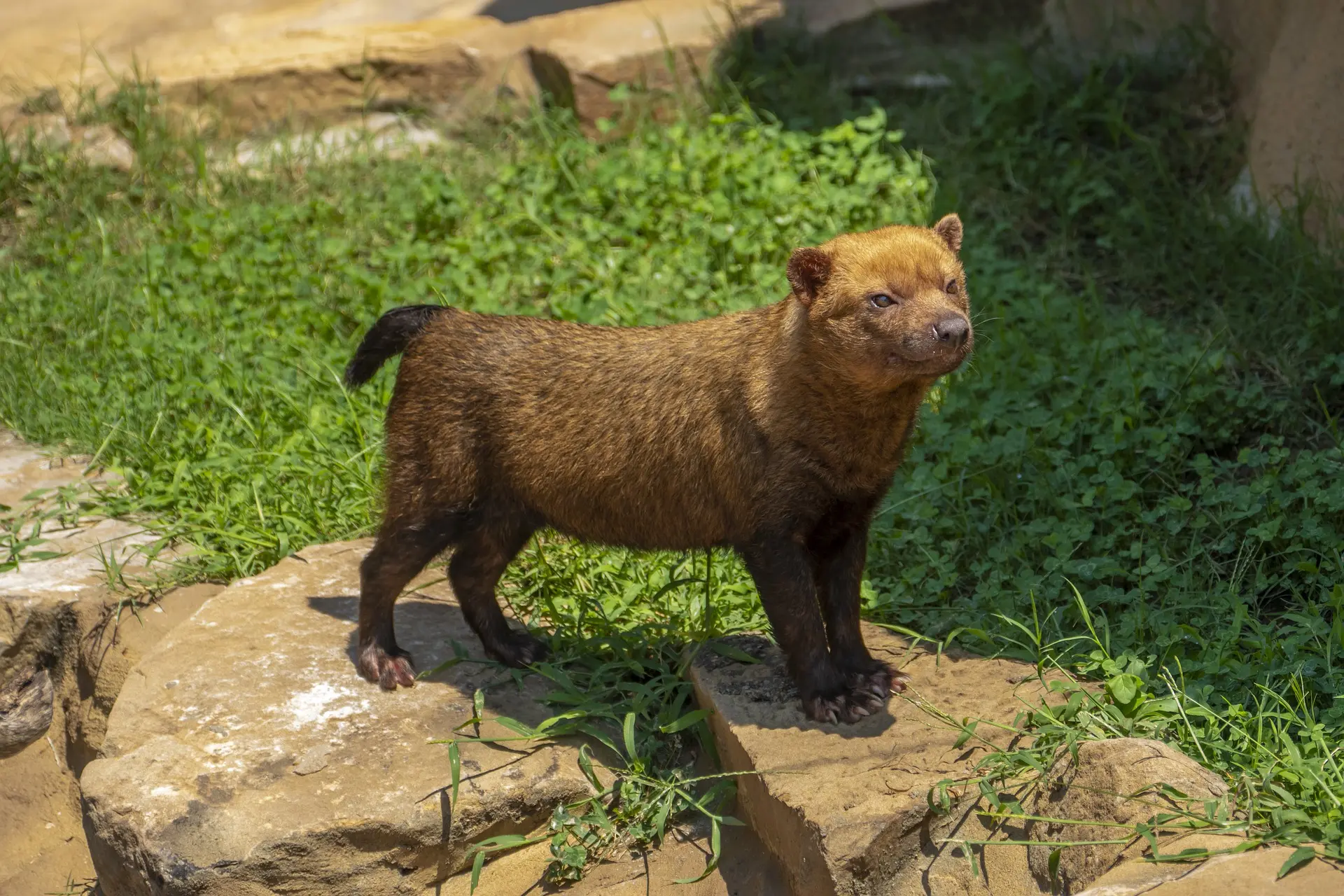 Cachorro-vinagre