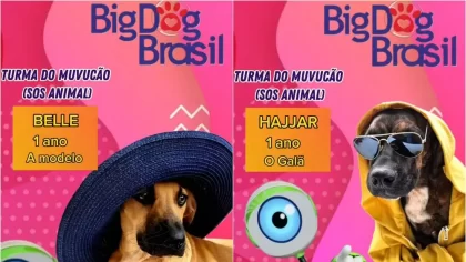 Big Dog Brasil reality show inspirado no BBB promove adoção de animais em Goiânia