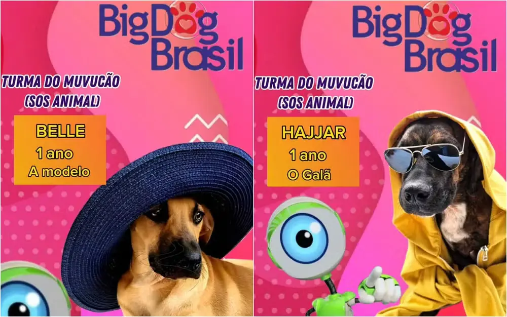 Big Dog Brasil reality show inspirado no BBB promove adoção de animais em Goiânia