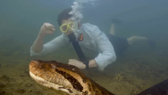 Cientista descobre maior sucuri do mundo na Amazônia