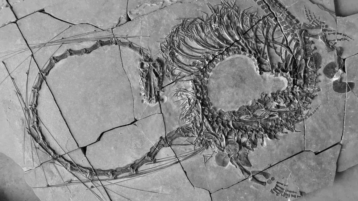 Fóssil de 240 milhões de anos descoberto por cientistas revela um dragão