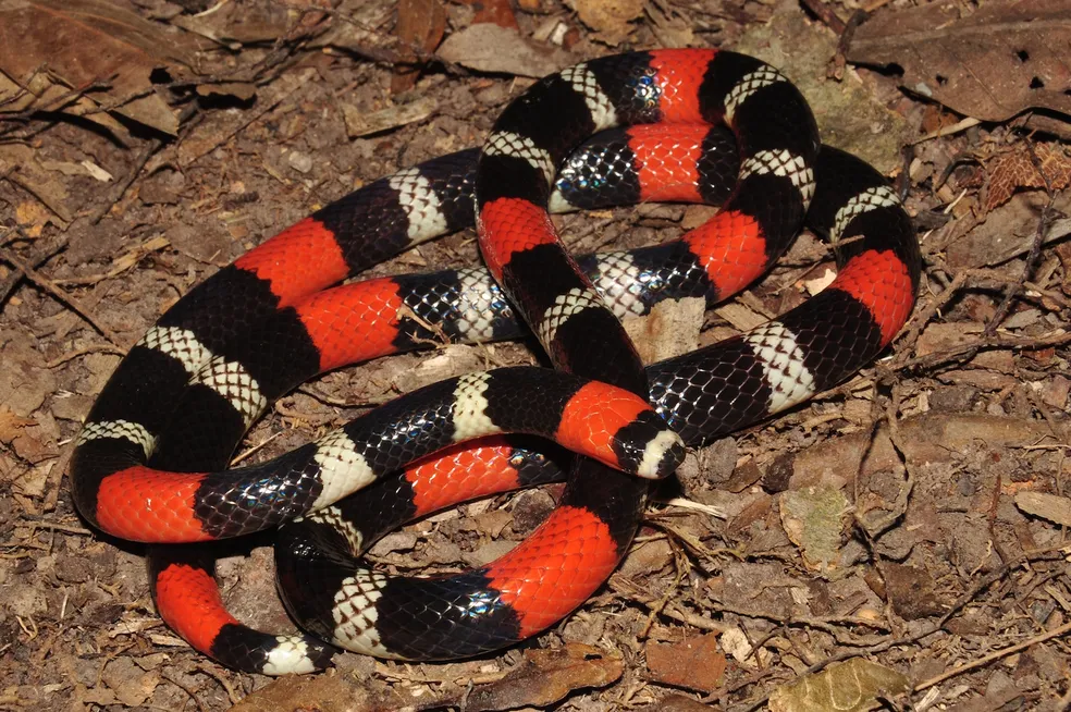 Coral-verdadeira (Micrurus lemniscatus) é cobra peçonhenta que ocorre no Brasil