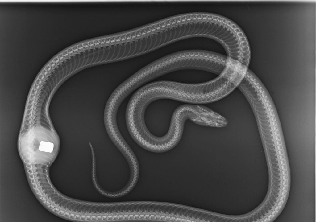 Raio-x mostra o acabamento do câmbio de um veículo dentro do intestino de uma cobra-rato nos EUA