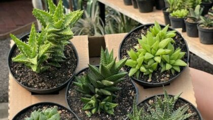 7 suculentas mais comuns para jardim e ambientes