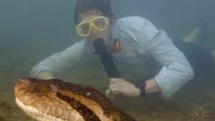 Maior sucuri do mundo é encontrada na Amazônia