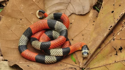 Qual a diferença entre a Cobra Coral-verdadeira e a Cobra-coral-falsa