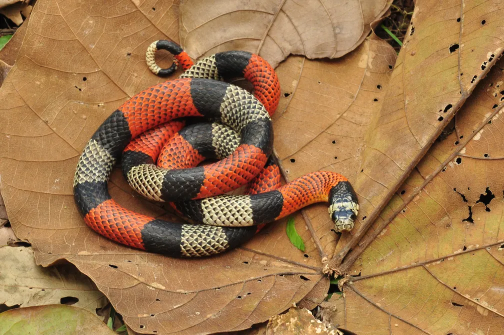 Qual a diferença entre a Cobra Coral-verdadeira e a Cobra-coral-falsa