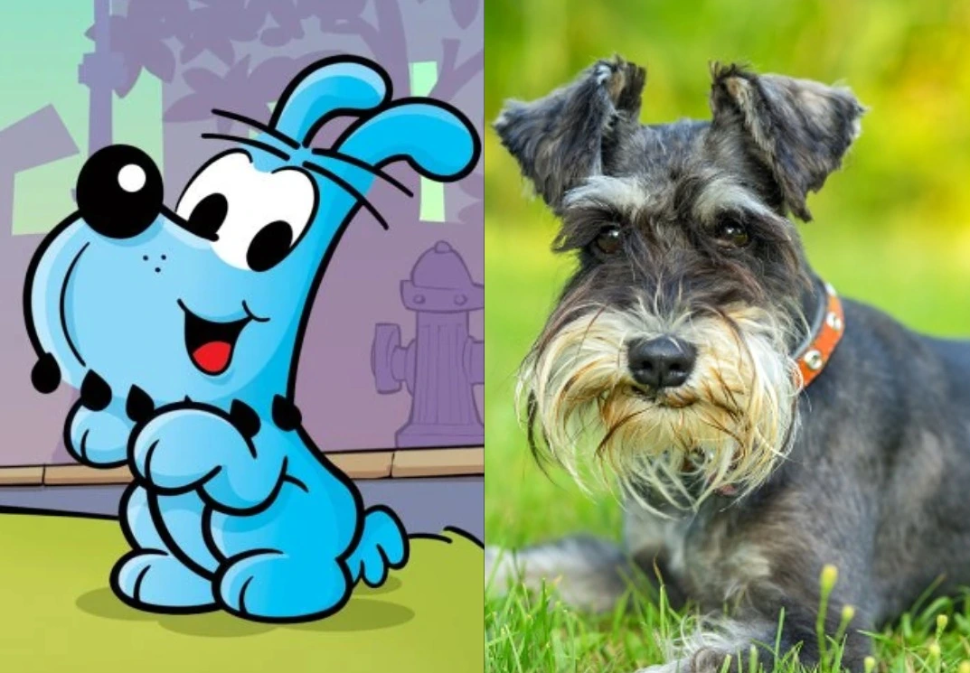 Bidu - Schnauzer