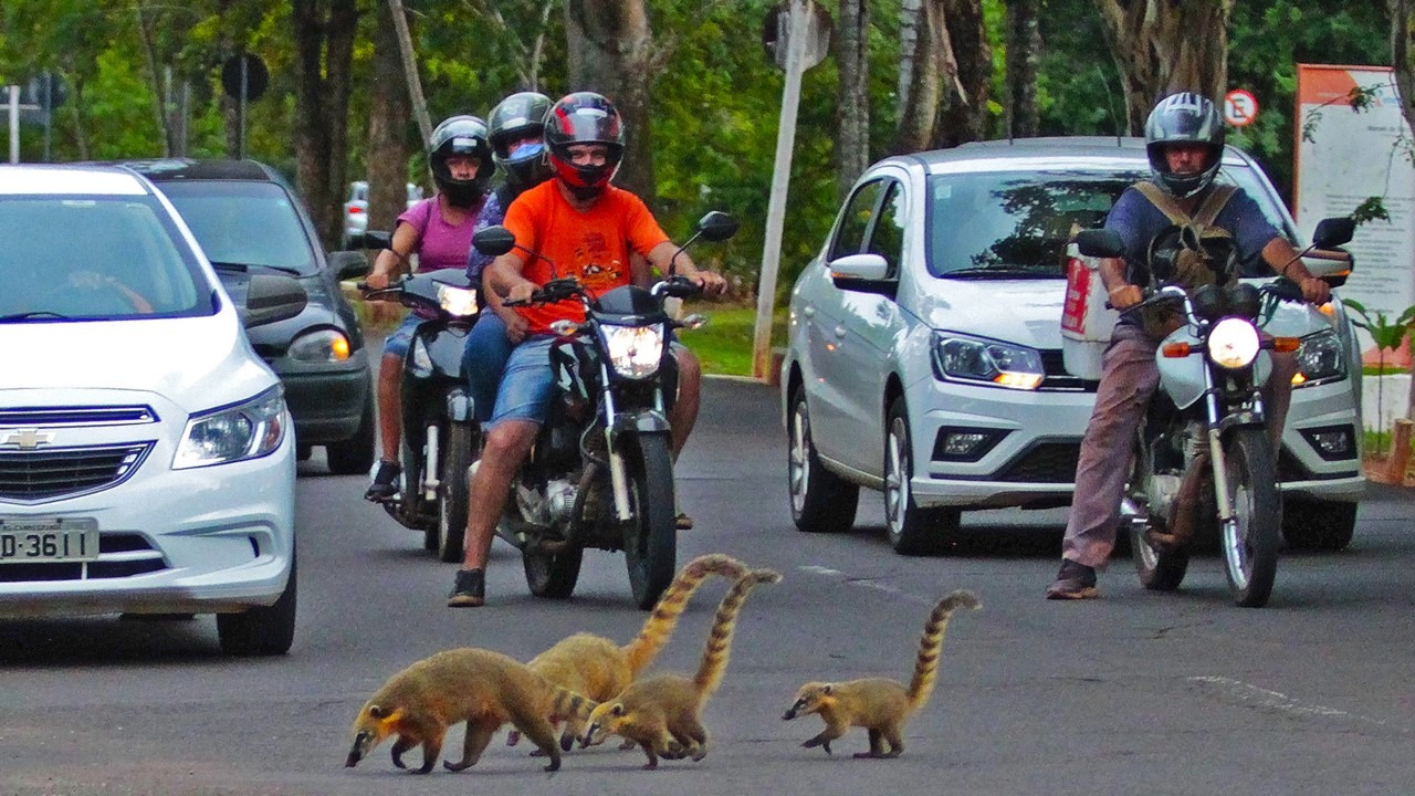 Inteligência artificial será usada evitar mortes de animais em rodovias