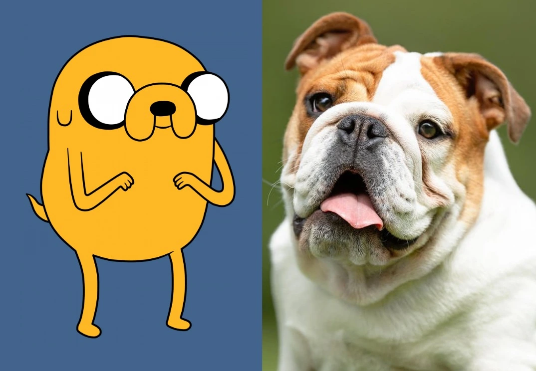 Jake - Bulldog