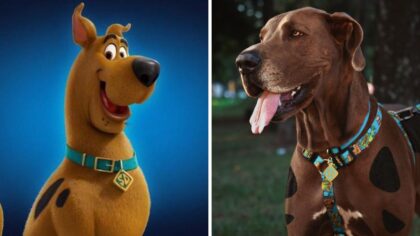 Qual é a raça do Scooby Doo Descubra 12 raças de cachorros famosos nos desenhos animados