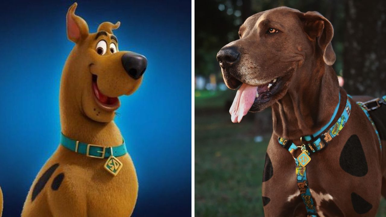 Qual é a raça do Scooby Doo Descubra 12 raças de cachorros famosos nos desenhos animados