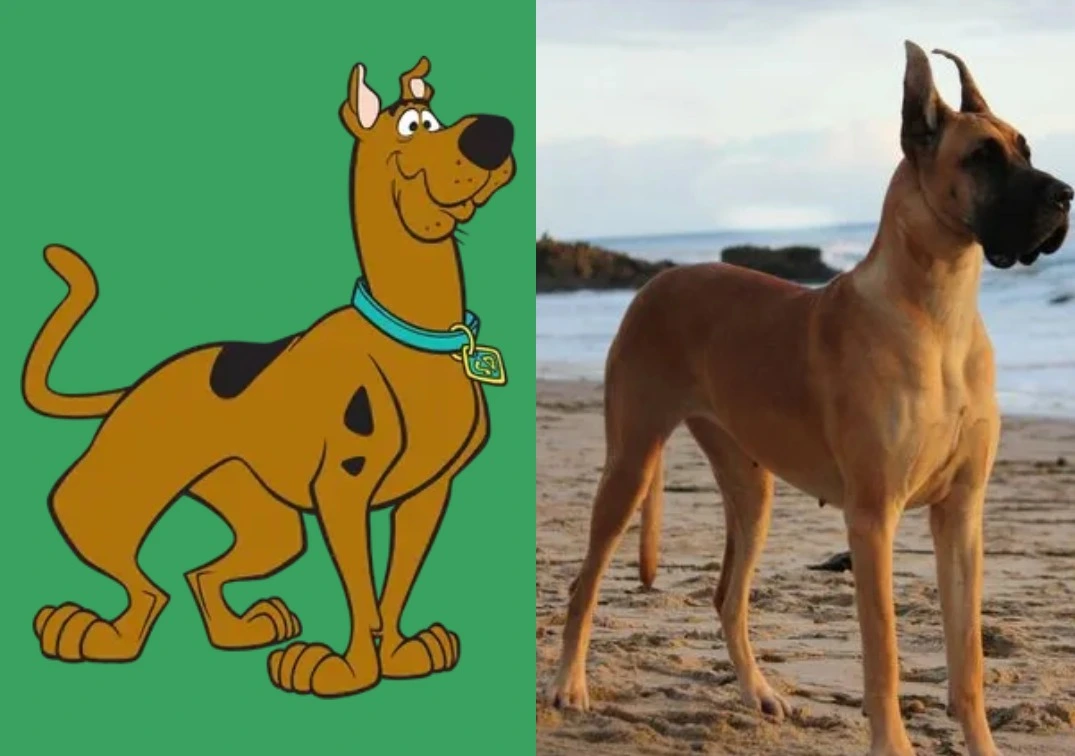 Scooby Doo - Dogue Alemão