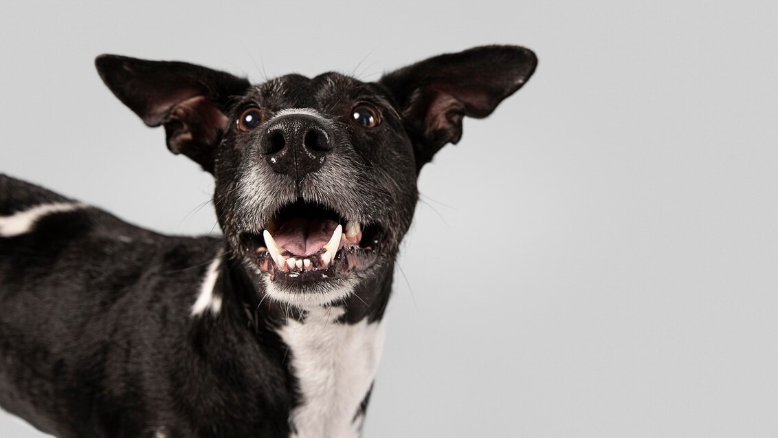 Por que os cachorros latem muito