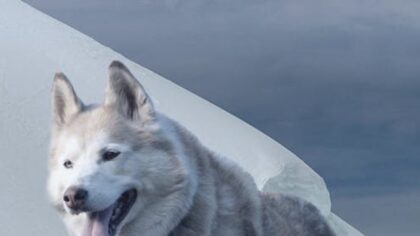 10 Curiosidades sobre os Lobos