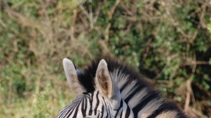 10 Curiosidades sobre as Zebras