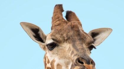 12 Curiosidades sobre as Girafas