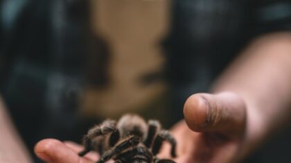 10 Curiosidades sobre as Aranhas