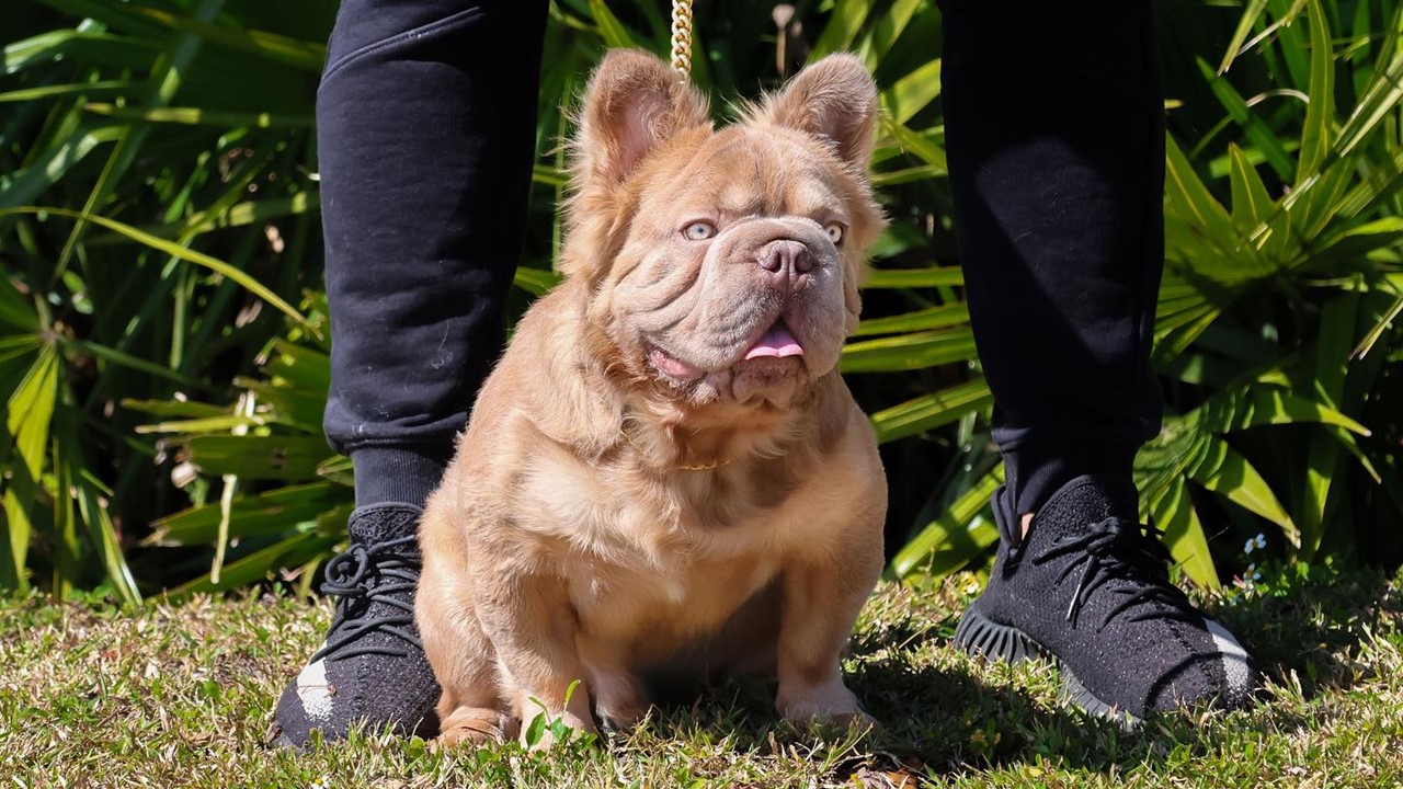 Rope Daddy, o cachorro mais caro do mundo