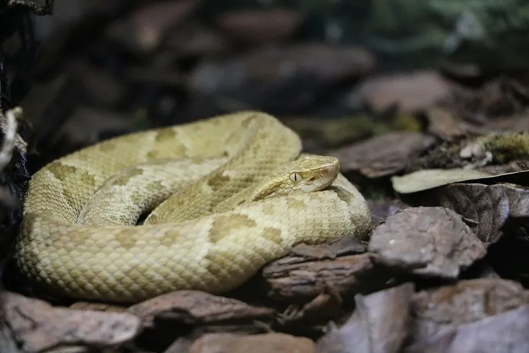 Jararaca-ilhoa (Bothrops insularis)