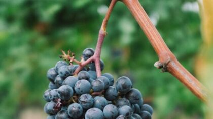 7 curiosidades sobre as uvas