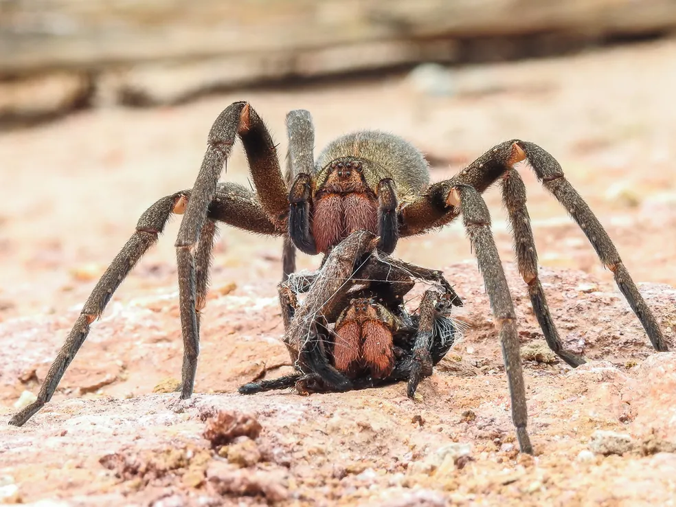 Aranha-armadeira (Phoneutria)