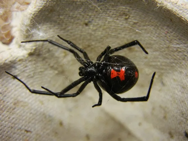 Aranha viúva-negra (Latrodectus)