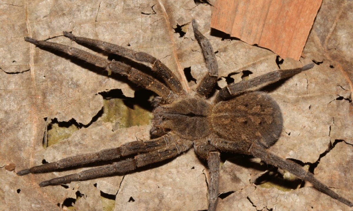 Brasil tem a aranha mais perigosa do mundo; descubra qual é