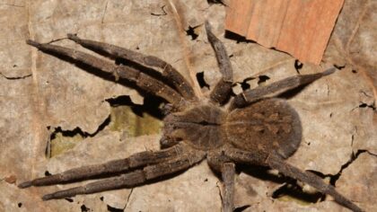 Brasil tem a aranha mais perigosa do mundo; descubra qual é