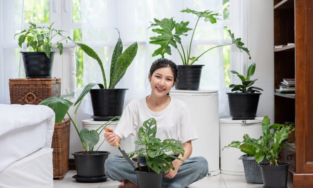 Conheça 4 plantas que removem o mofo da sua casa