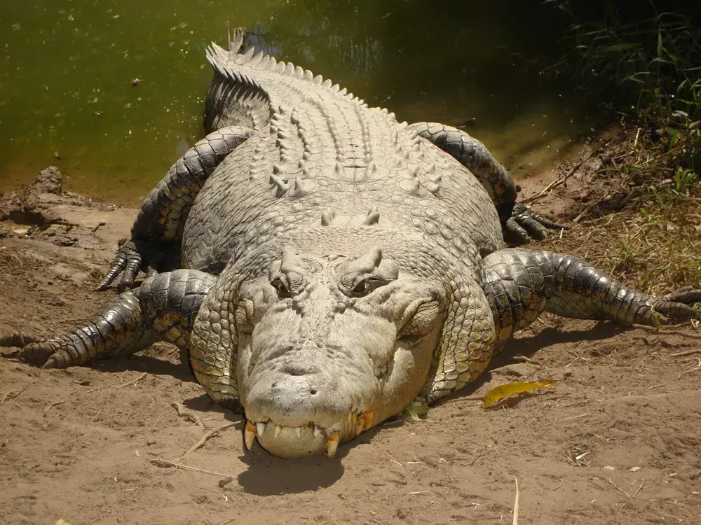 Crocodilos austrália