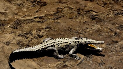 10 curiosidades sobre os crocodilos