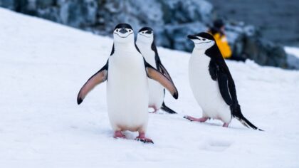 10 curiosidades sobre os pinguins