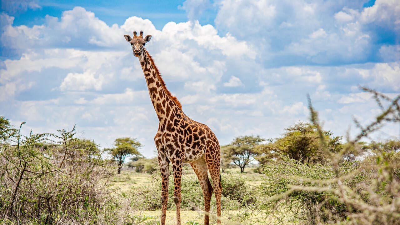 10 curiosidades sobre as girafas