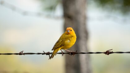 10 curiosidades sobre os canários