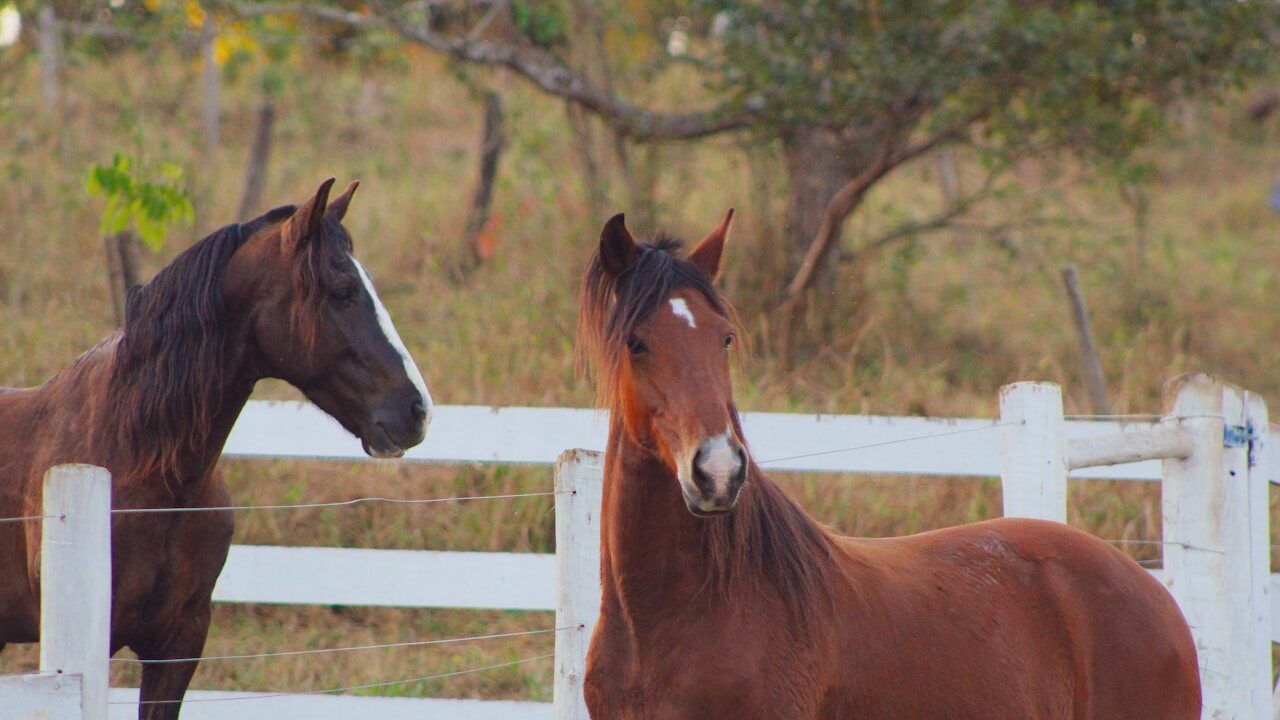 10 curiosidades sobre os cavalos