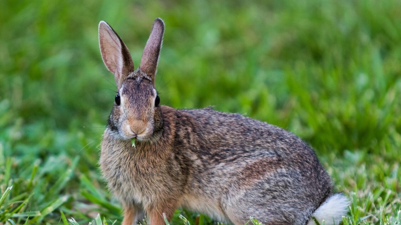 10 curiosidades sobre os coelhos