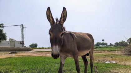 10 curiosidades sobre os burros