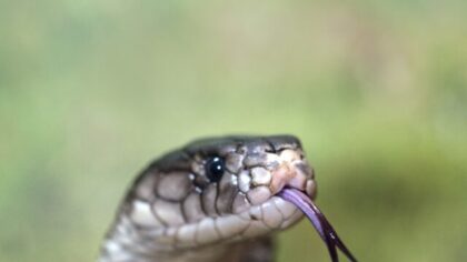 O que significa sonhar com cobra?