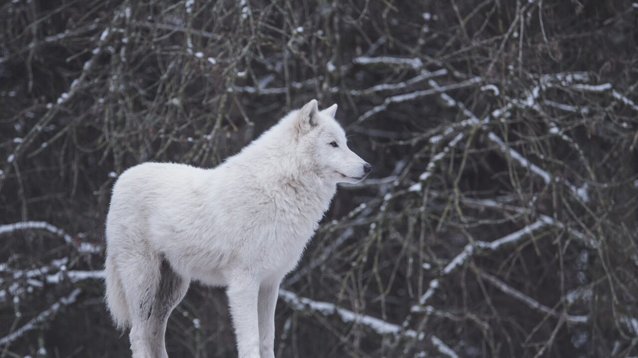 10 curiosidades sobre os lobos