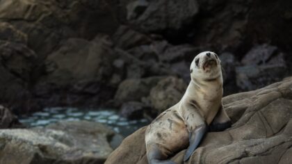 10 curiosidades sobre as focas