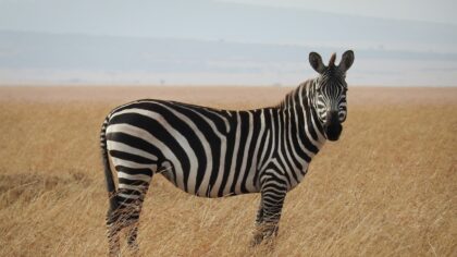 10 curiosidades sobre as zebras