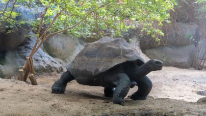 10 curiosidades sobre as tartarugas