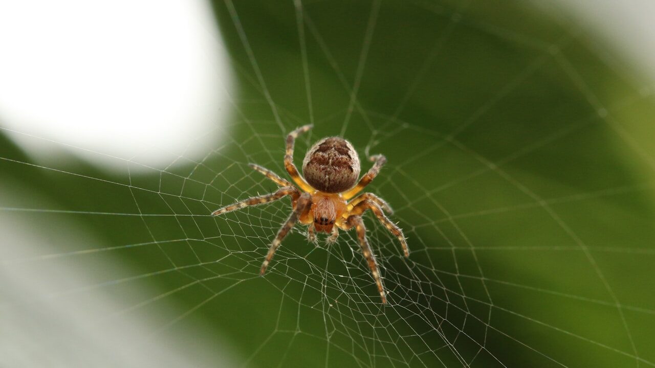 10 curiosidades sobre as aranhas